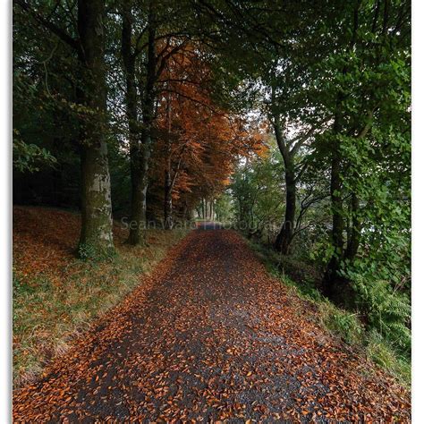 Bailieborough Castle Forest Walk - All You Need to Know BEFORE You Go ...