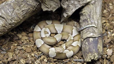 It’s copperhead season in NC. Here’s what to know about the common venomous snake. - TrendRadars