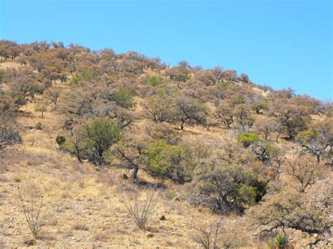 Wanderings through Arizona: Santa Rita Mountains