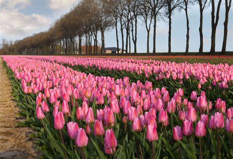 Tulip Festival 2024 Amsterdam - Danya Nancie