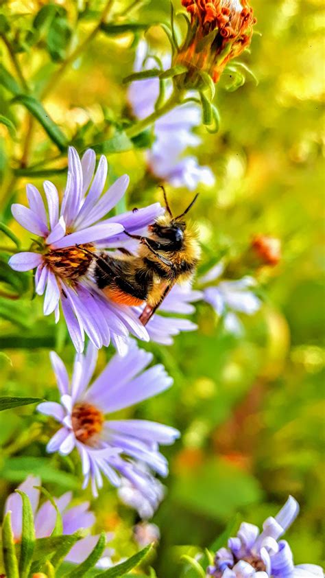 Bee Pollinating Flower Free Stock Photo - Public Domain Pictures