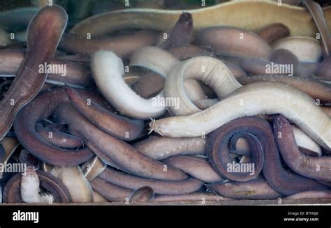 Hagfish Anatomy