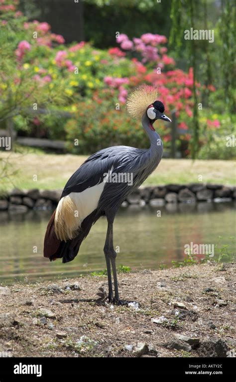 african crowned crane Stock Photo - Alamy