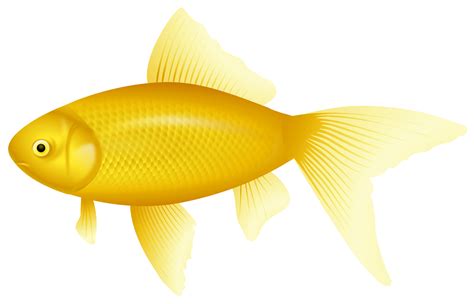 Yellow Fish PNG Clipart - Best WEB Clipart