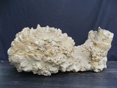 Dinosaur Size !! COMPLETE STEGODON SKULL Fossil Fossils For Sale | Antiques.com | Classifieds