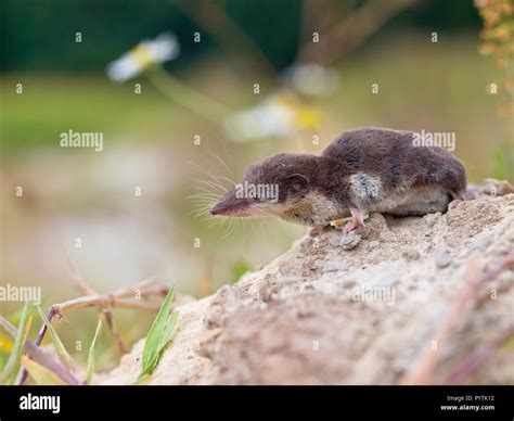 Shrew mouse hi-res stock photography and images - Alamy