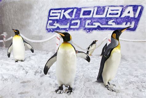 SKI DUBAI CELEBRATES FIVE YEARS OF SNOW PENGUINS AND INTERNATIONALLY RENOWNED RESEARCH - Eye of ...