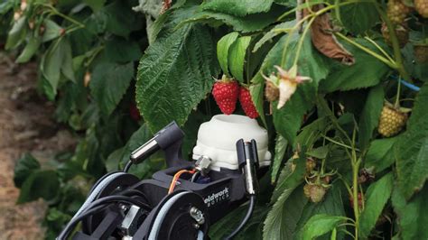 New harvesting robots are gentle enough to pick this fruit