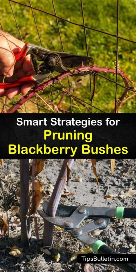 Trimming Your Blackberries - Smart Guide to Blackberry Bush Pruning