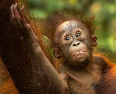 Borneo Orang Utan Baby 1 copy | Orangutan, Baby orangutan, Monkeys funny