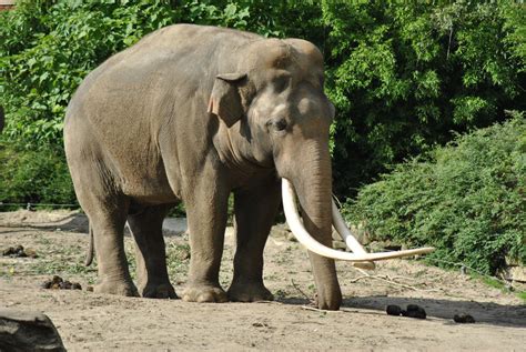 Asian Elephant | The Life of Animals