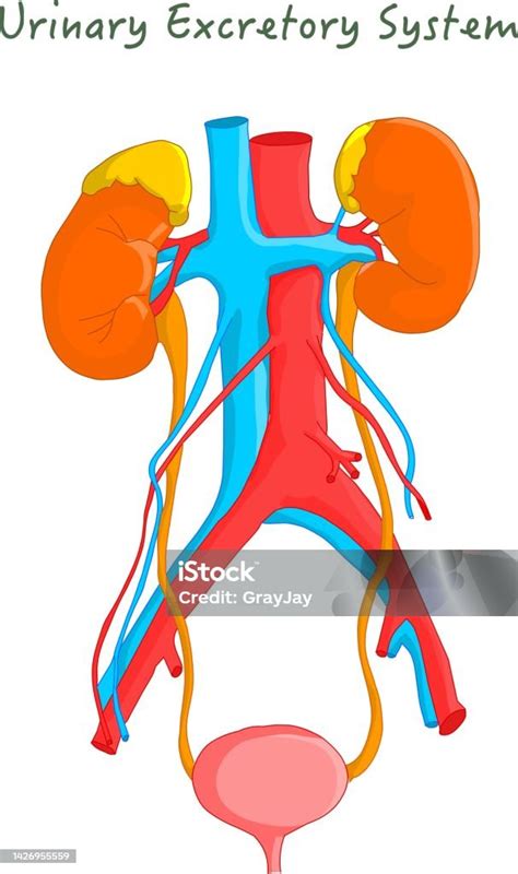 Ginjal Sistem Ekskresi Kemih Kemih Aorta Vena Ureter Vektor Ilustrasi Gambar Bersih Ilustrasi ...