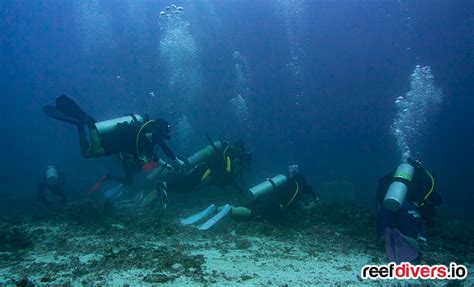 The Price of Being Popular, Thresher Shark Diving Malapascua | Reef Builders | The Reef and ...