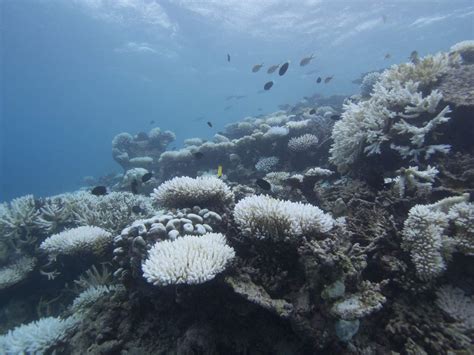 Coral bleaching in the Maldives