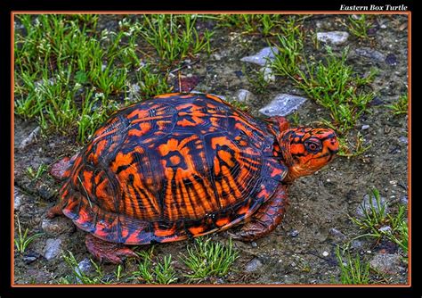 Orange Box Turtle by boron on DeviantArt