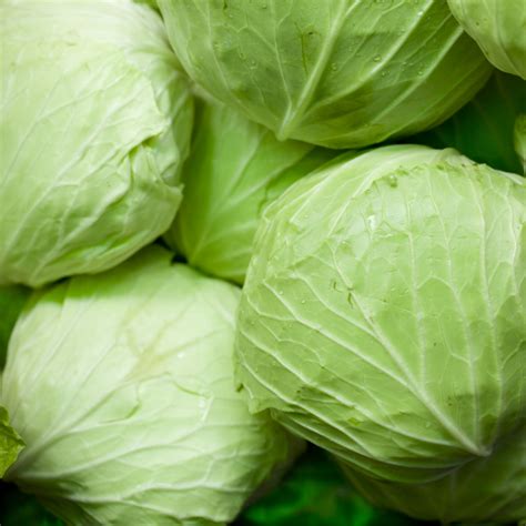 Green Cabbage » Elite Farms