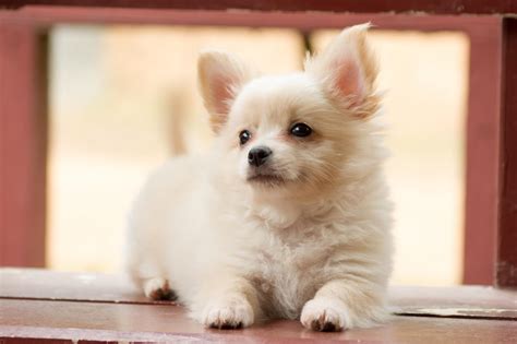 Shih Tzu Chihuahua Mix: A Comprehensive Guide To Understanding This Adorable Hybrid Breed