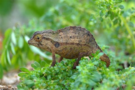 Bearded Pygmy Chameleons for Sale: FL Chams specializing in the breeding of Bearded Chameleons ...