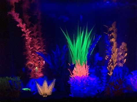 20 gallon glow fish tank | Fish tank decorations, Fresh water fish tank, Glow fish