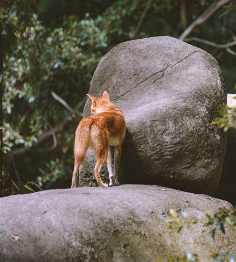 50+ Dingo Howl Stock Photos, Pictures & Royalty-Free Images - iStock