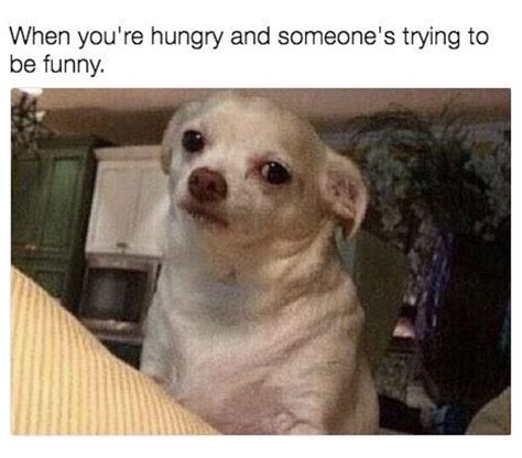 24 Funny Chihuahua Memes For Anyone Who Loves The Little Spicy Dogs