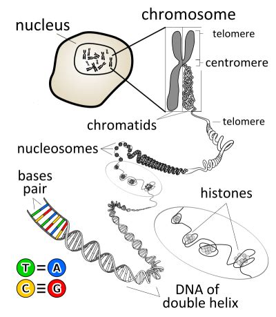 Chromatin And Chromosomes