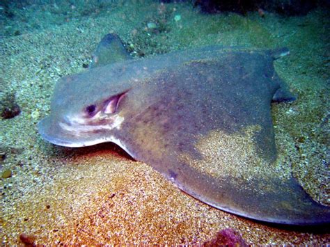 Bat Ray – "OCEAN TREASURES" Memorial Library