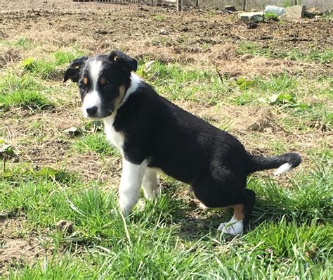 Huntaway x Welsh Sheepdog puppies | The Farming Forum