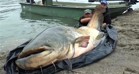 Record-breaking Catfish Caught By A Fisherman - Viral Novelty