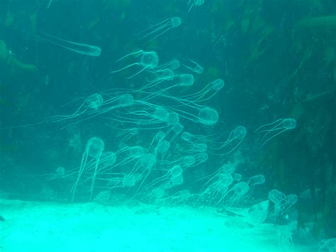 Box Jellyfish Sting - Animals Around The Globe