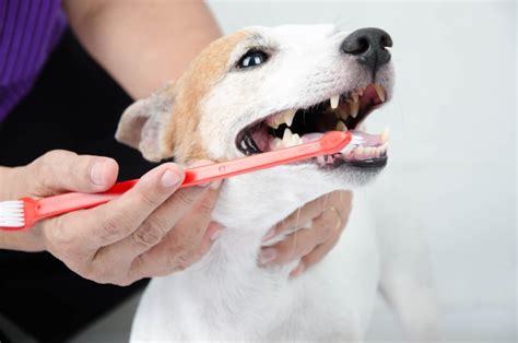 Gingivitis in Dogs: Symptoms, Causes & Treatments | Enterprise