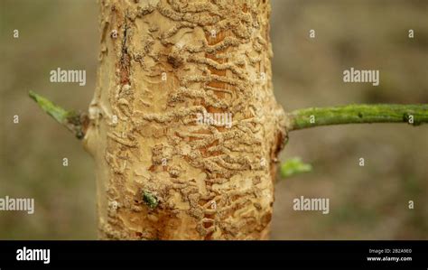 Bark beetle pest Ips typographus, spruce and bast tree infested and attacked by the European ...