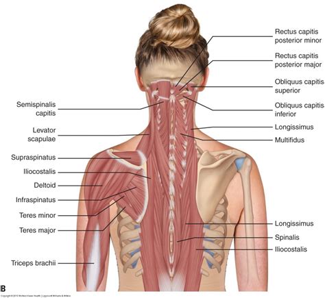 Muscles of the Neck and Trunk - Learn Muscles