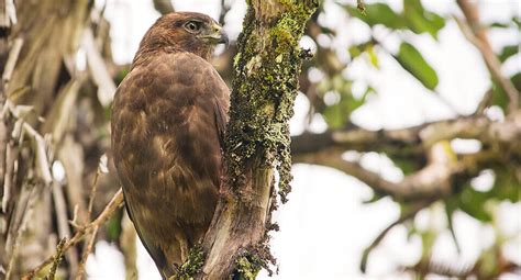 Hawaiian Hawk (I‘o) - American Bird Conservancy