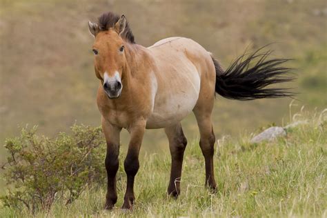 Equus Przewalskii (Przewalski's Horse) Breed Information, History ...