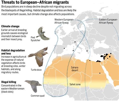 Can We Save Europe's Migratory Birds?