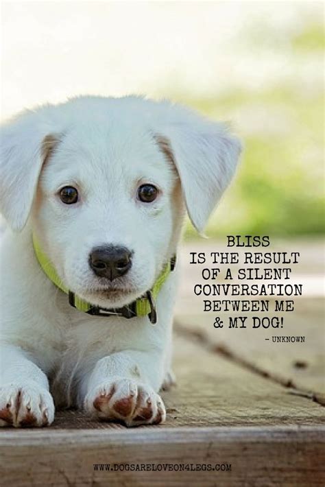 60 Lovely Funny Poems About Dogs - Poems Ideas