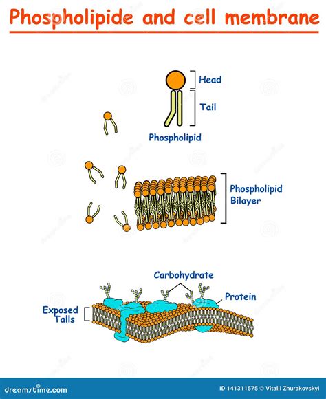 Mambrains De Phospholipides Et De Cellules Graphique D'infos De ...