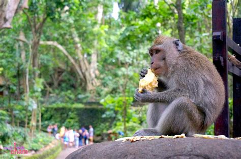 Walk with Cham: Ubud Monkey Forest Bali Indonesia