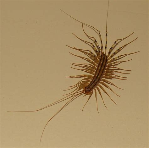 House Centipede - Scutigera coleoptrata | Jon's Home Blog