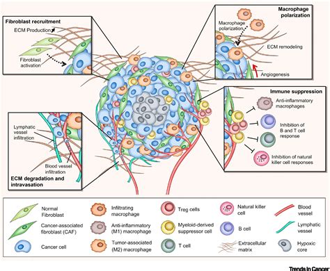 3D Spheroid culture of Stroma cells – faCellitate