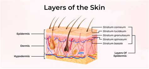 Skin-Layer, Structure, and Functions