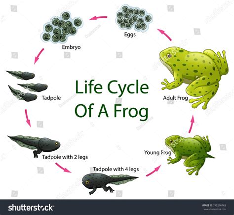 Toad life cycle Images, Stock Photos & Vectors | Shutterstock