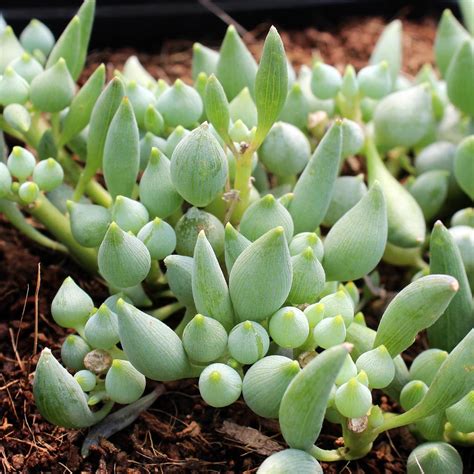 Senecio for sale online | Mountain Crest Gardens®