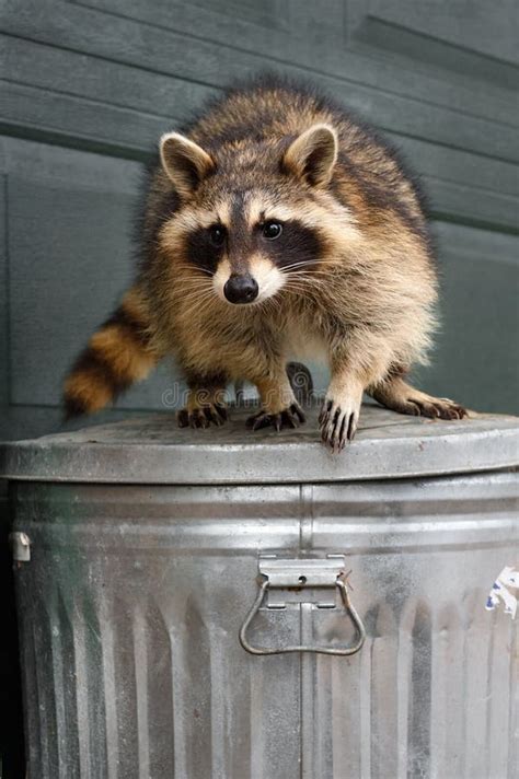 132 Raccoon Trash Can Stock Photos - Free & Royalty-Free Stock Photos from Dreamstime