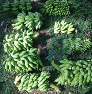 Banana Farming; Planting; Care; Harvesting Guide | Agri Farming