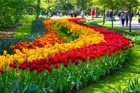 Tours and Tickets Amsterdam - Tulip Festival Amsterdam