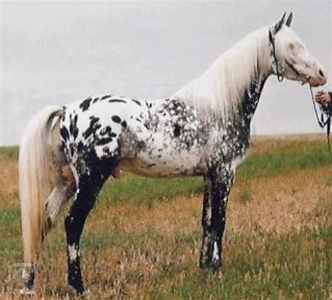 371 best Appaloosa & Spotted Ponies images on Pinterest