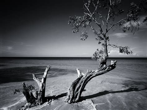 Black and White Beach Tree wallpaper – The Long Goodbye