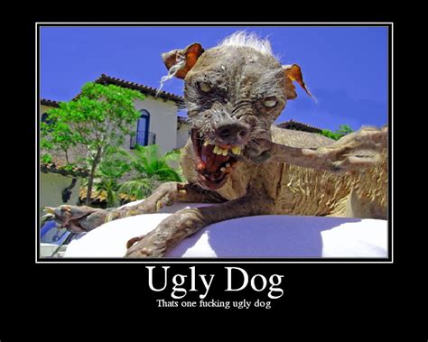 [Image - 26472] | Sam the World's Ugliest Dog | Know Your Meme